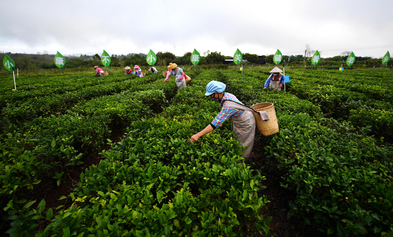 野茶到底是什么茶？你喝到的可能根本不是茶