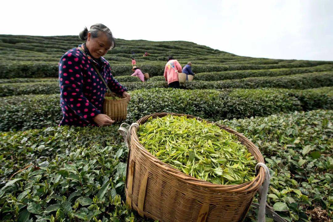 揭秘北京茶艺独特魅力，探寻传统茶馆之美