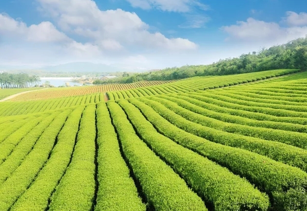 蒋同：保靖黄金茶具有三大独一无二的价值茶友网(原中国普洱茶网)