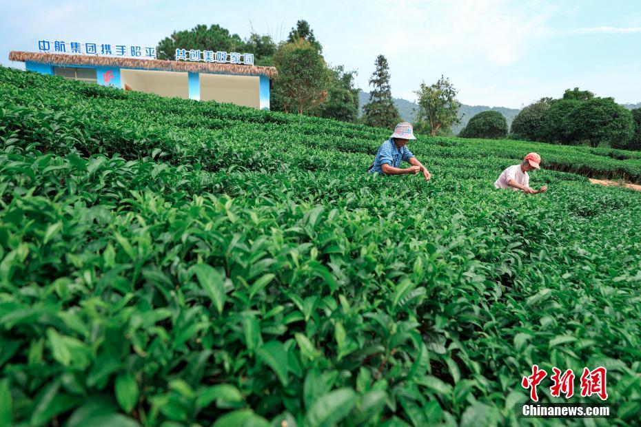 茶为何会“苦尽甘来”？