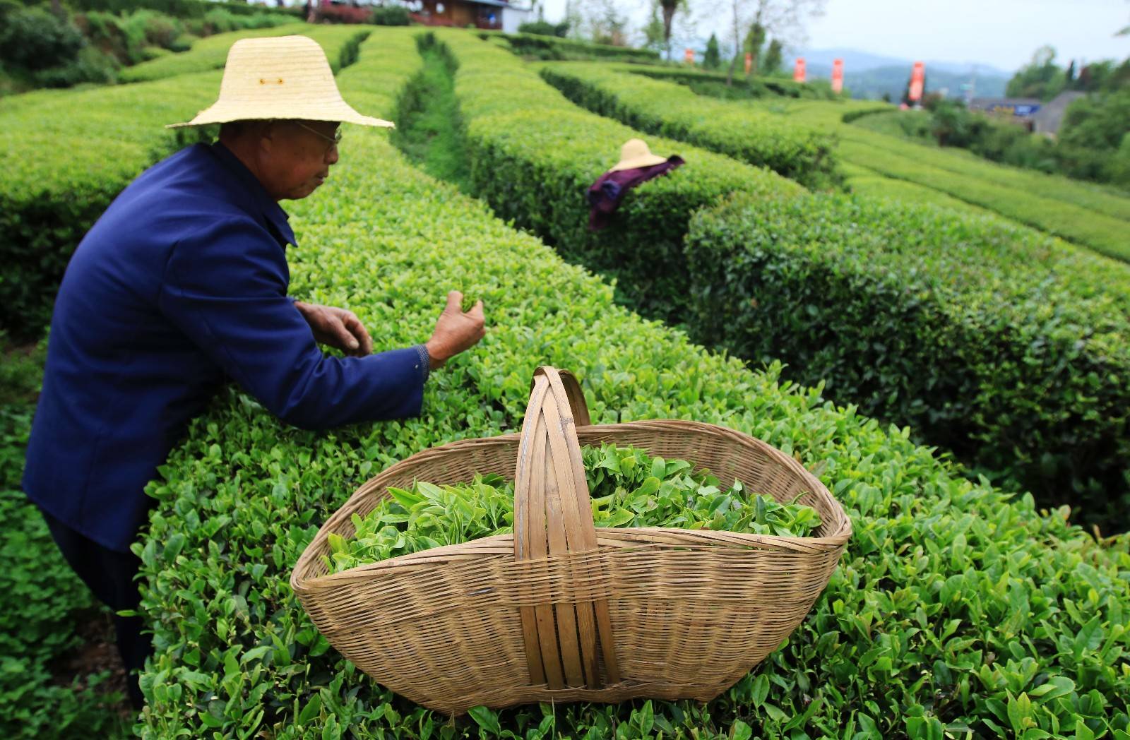 江西靖安：生态茶园风光美茶友网(原中国普洱茶网)