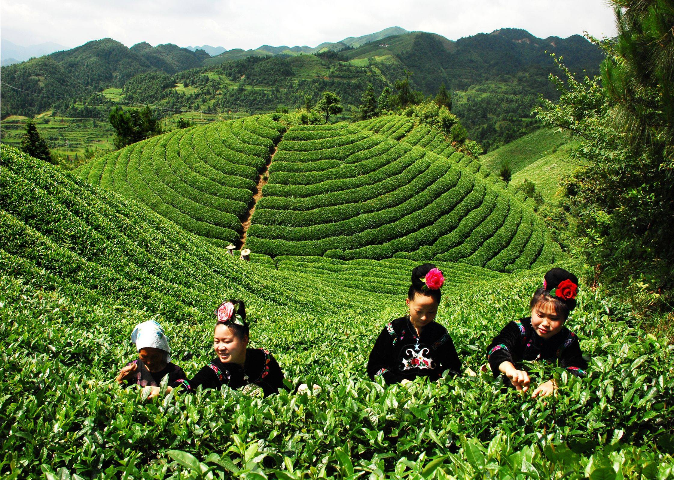 怎么保存茶叶？