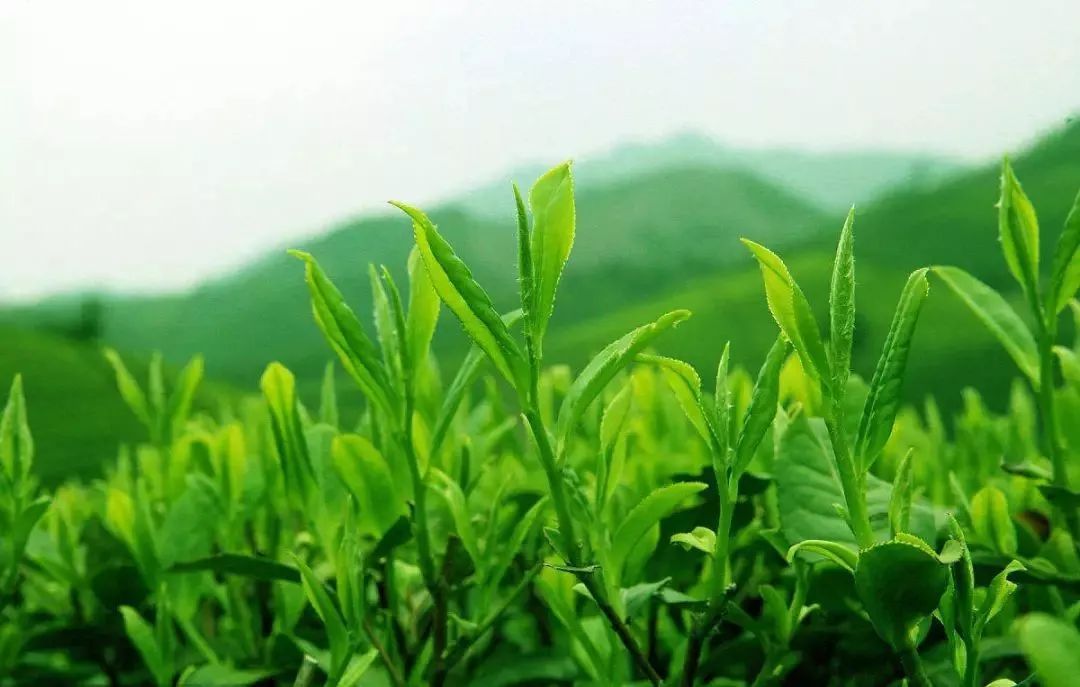 沱茶就没有好茶吗？一篇文章搞懂