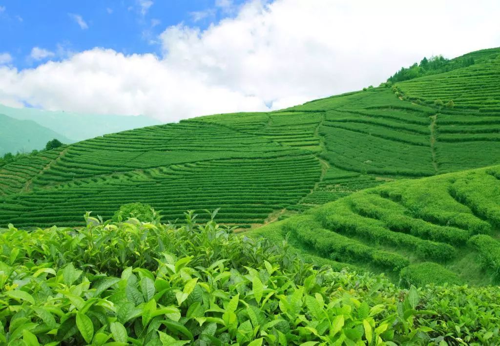 福鼎白茶绿色生产技术应用与推广茶友网(原中国普洱茶网)