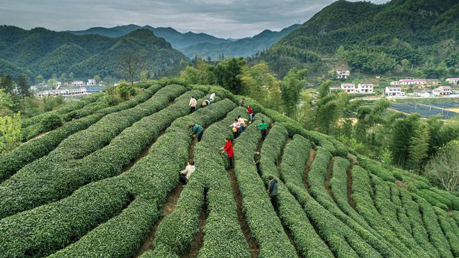 茶汤滋味是茶叶所含各种呈味物质的综合反映