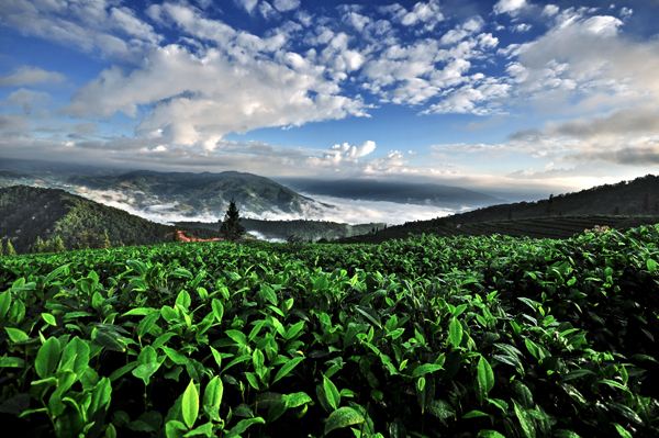 普洱茶投资分析：关于买茶这件事 有这一篇攻略就够了茶友网(原中国普洱茶网)