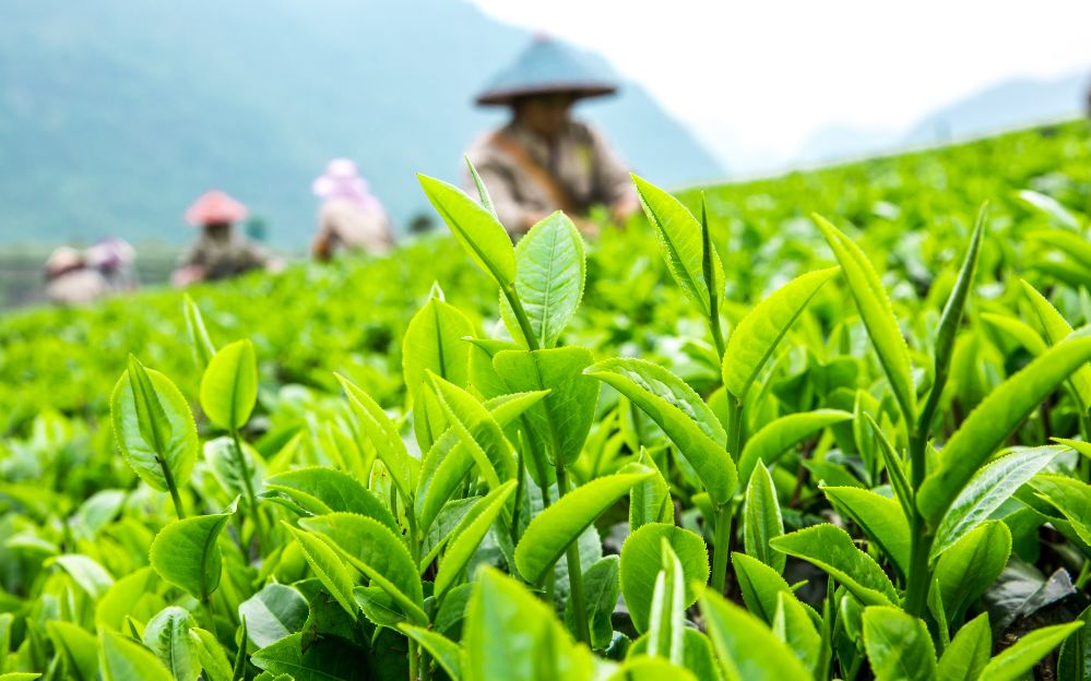 普洱老茶口感揭秘：醇厚顺滑回甘，惊艳味蕾_1