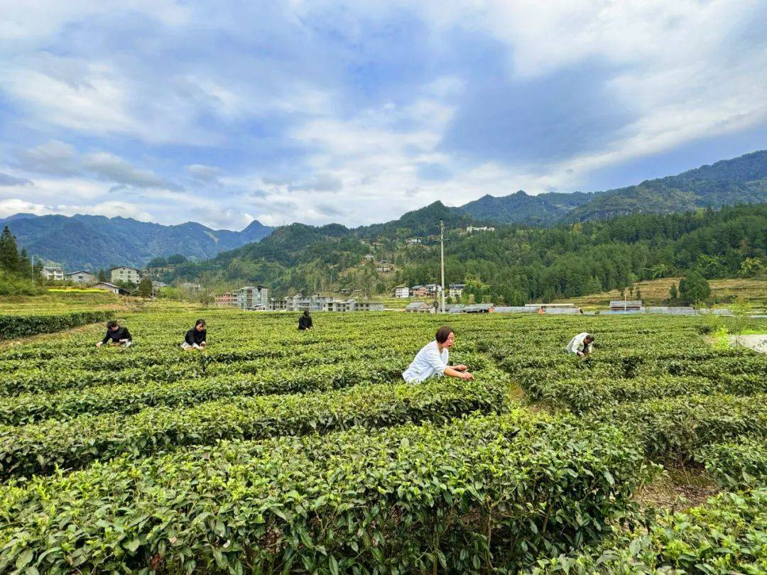 别失礼，喝茶默认的礼仪，别不在意