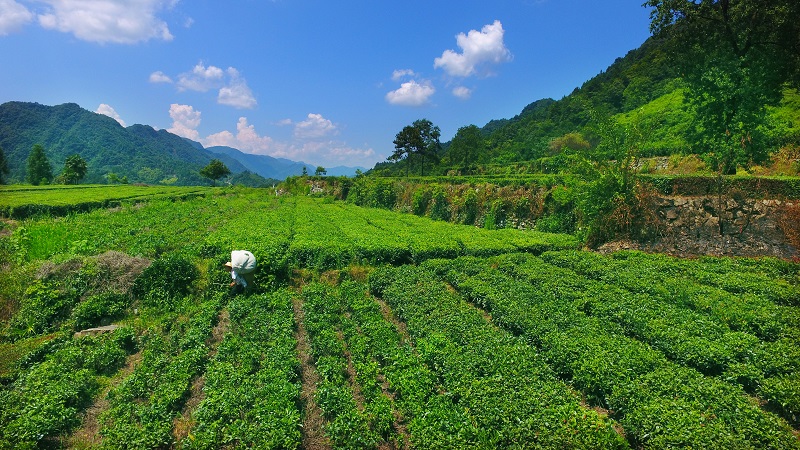 理解透这些，存茶再也不担心