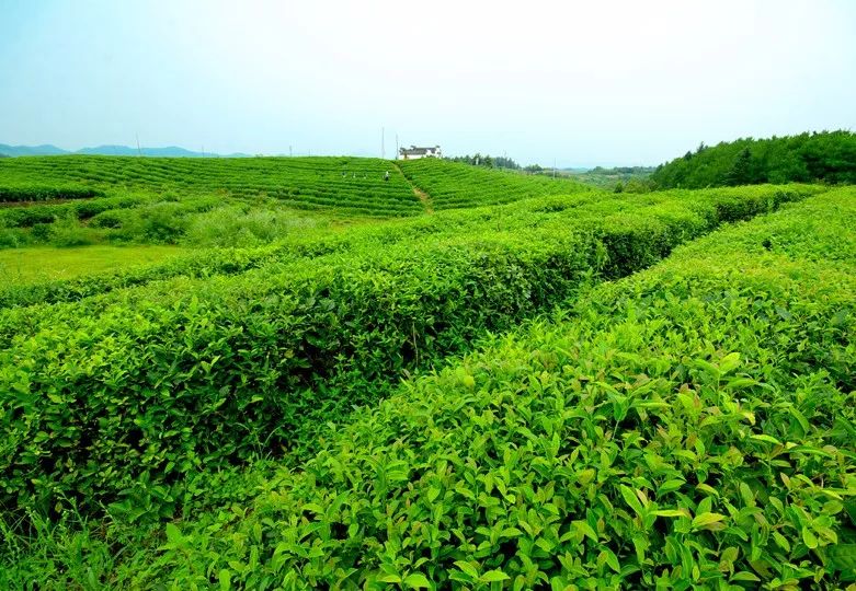 知道么？泡茶要先知水