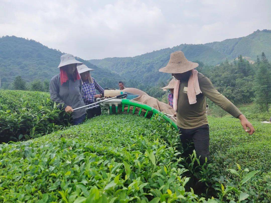 江西靖安：生态茶园风光美茶友网(原中国普洱茶网)