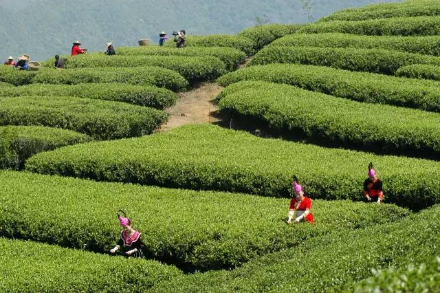 春韵满杯，一夏清凉 芒嘎拉犀牛塘茶友网(原中国普洱茶网)