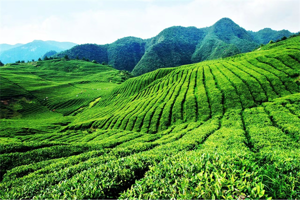 巫溪盛景老鹰茶荣获“中茶杯”第十四届金奖！茶友网(原中国普洱茶网)