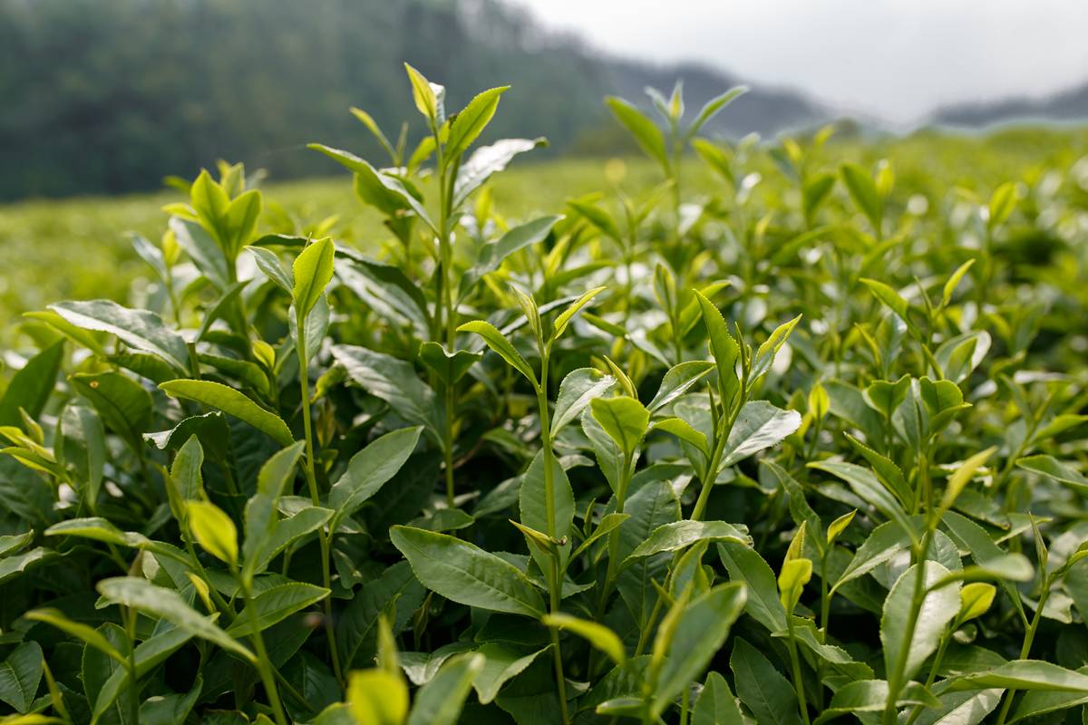 喝茶总是健康的，不需要理由！