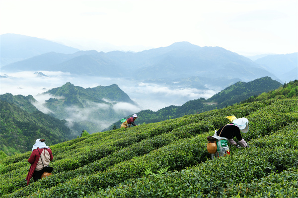 原来茶生长也看“家庭背景”