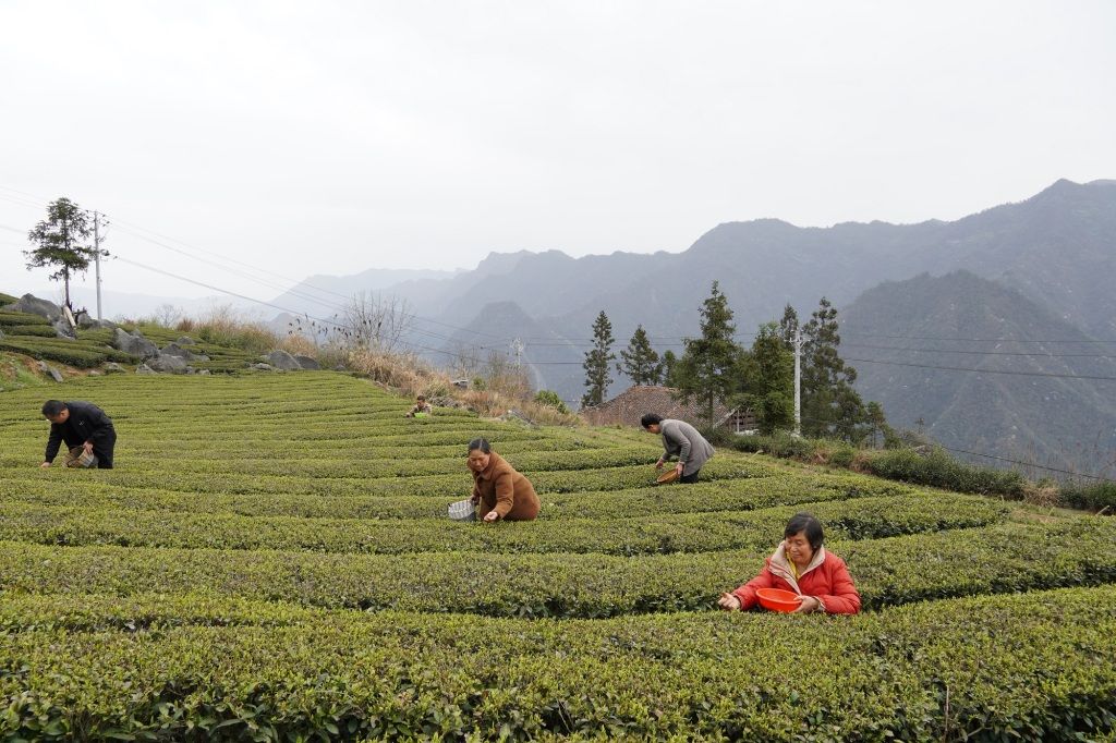 关于手绘茶具